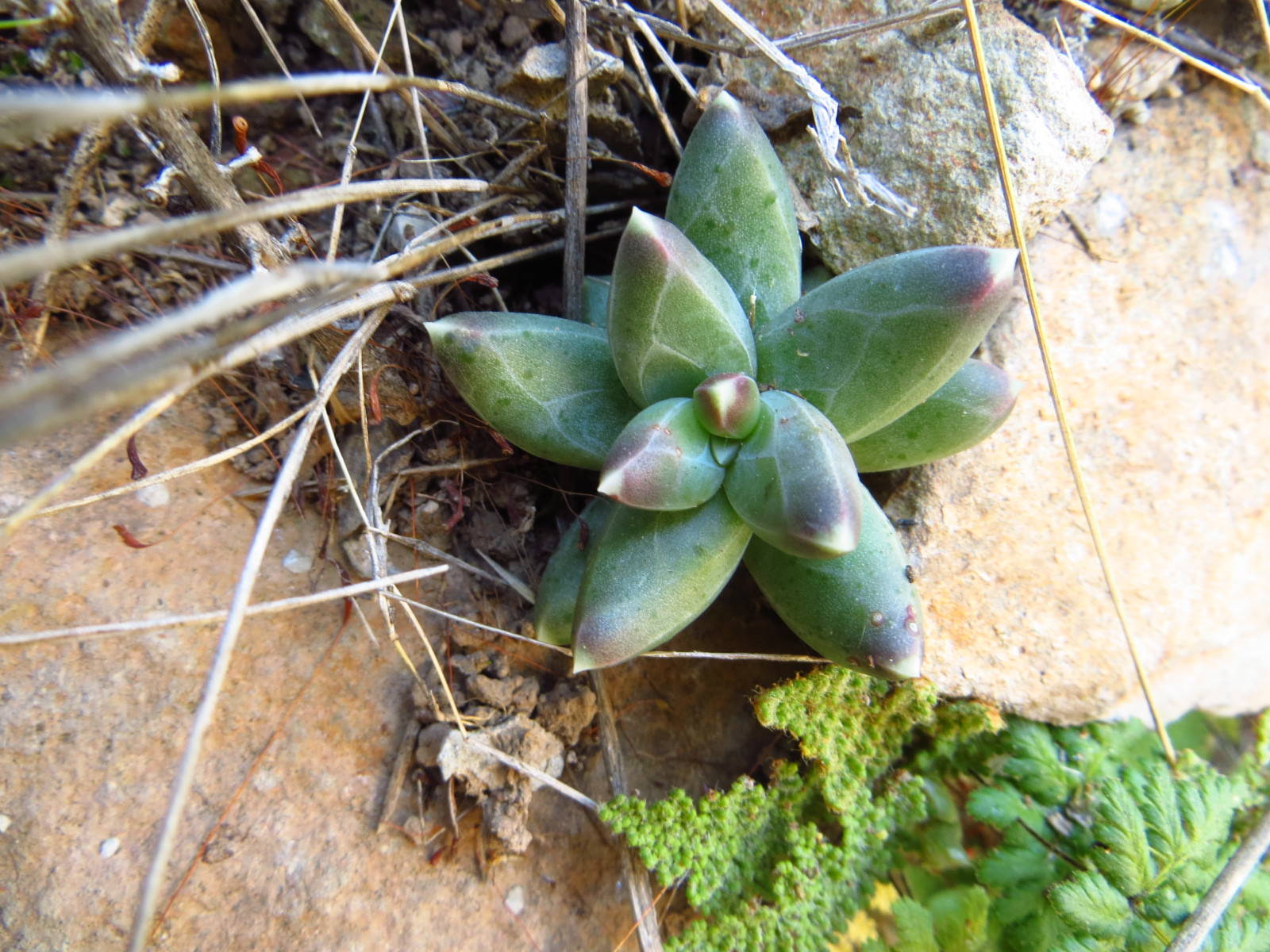 Pachyphytum compactum